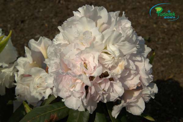 Rhododendron Queen Mery